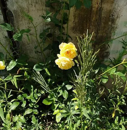 Centrum Garden - ,,parking Free