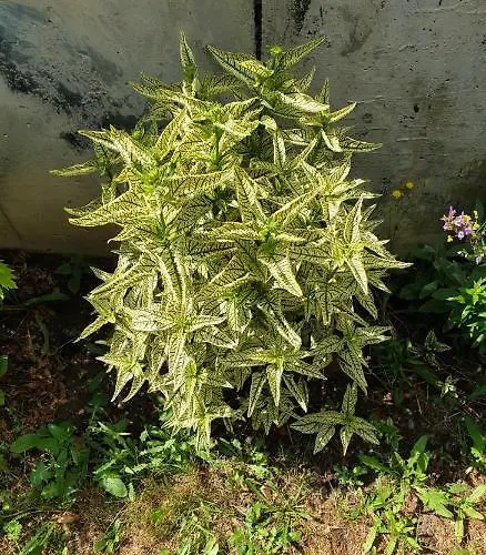 Lejlighed Centrum Garden - ,,parking Free